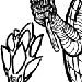 panochthus